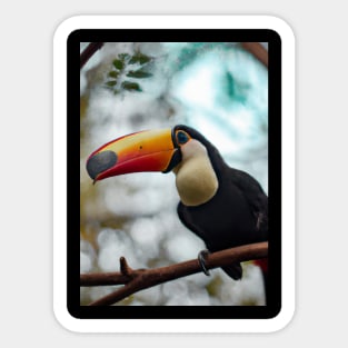 Toucan on branch Sticker